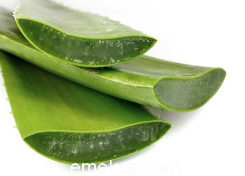 Aloe Vera Jeli Ve Faydaları