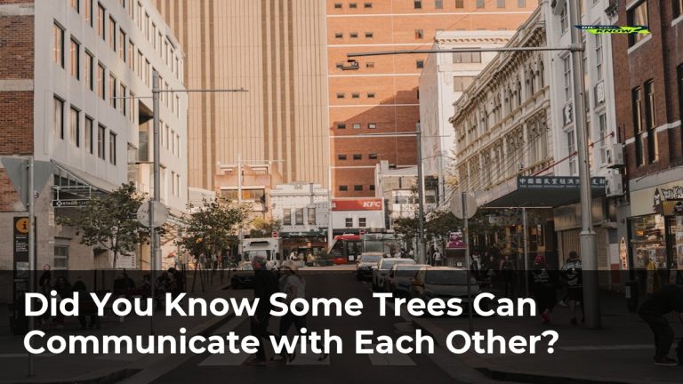 Did You Know Some Trees Can Communicate with Each Other?