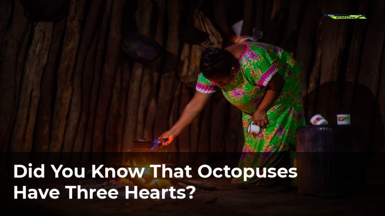 Did You Know That Octopuses Have Three Hearts?