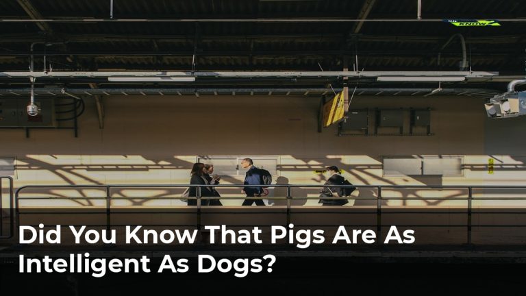 Did You Know That Pigs Are As Intelligent As Dogs?