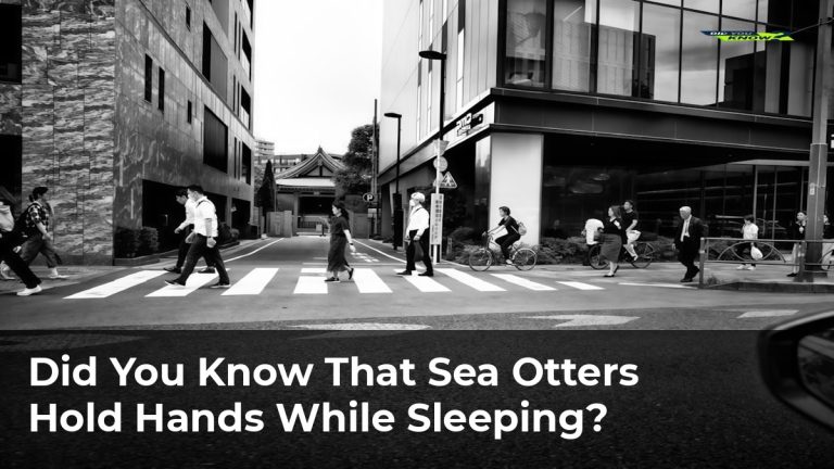 Did You Know That Sea Otters Hold Hands While Sleeping?