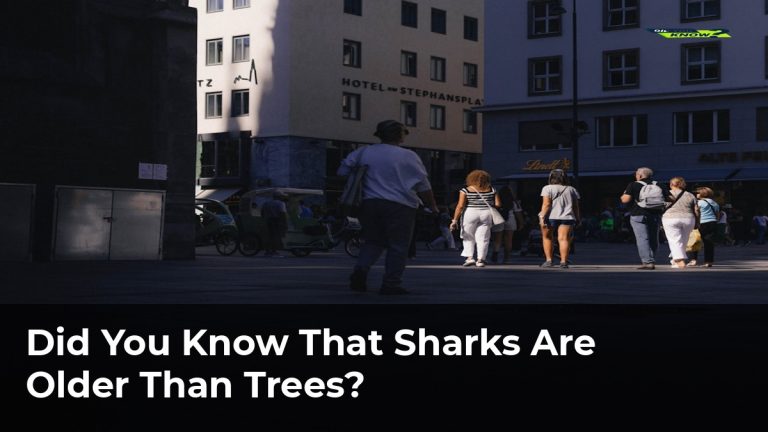 Did You Know That Sharks Are Older Than Trees?