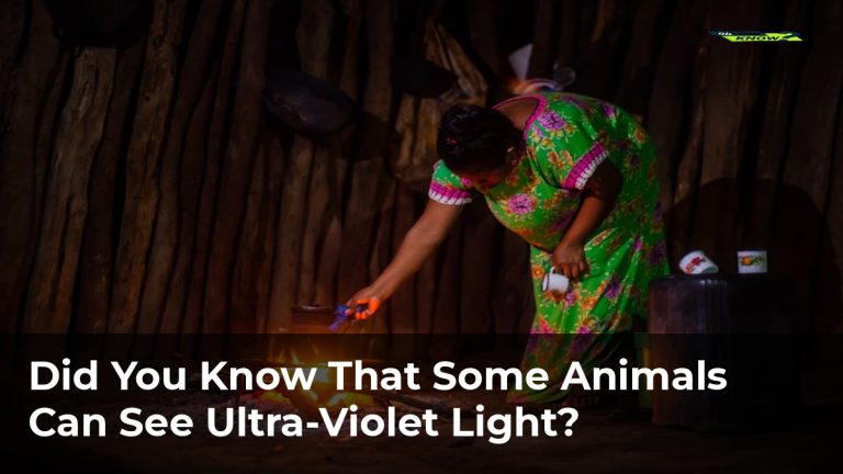 Did You Know That Some Animals Can See Ultra-Violet Light?