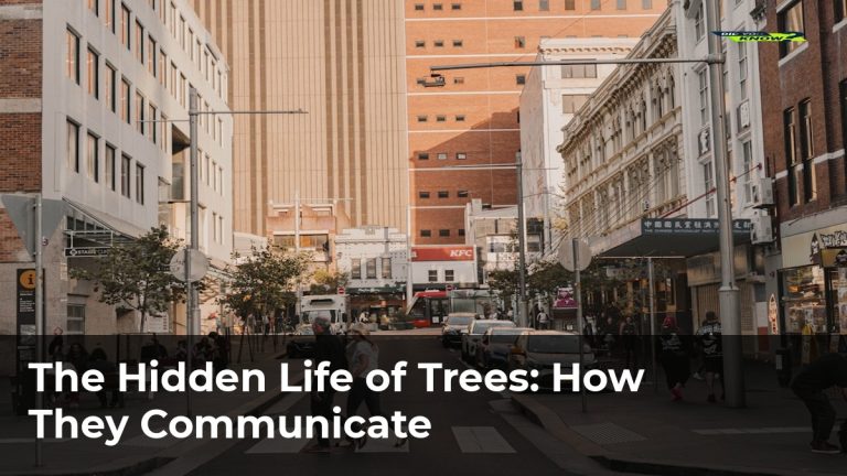 The Hidden Life of Trees: How They Communicate