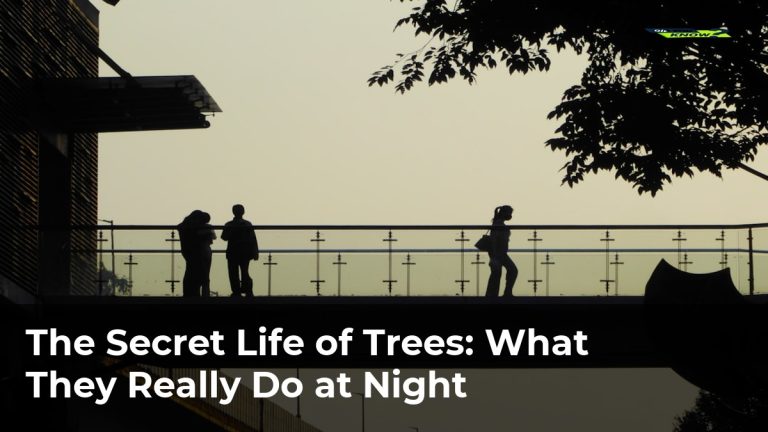 The Secret Life of Trees: What They Really Do at Night
