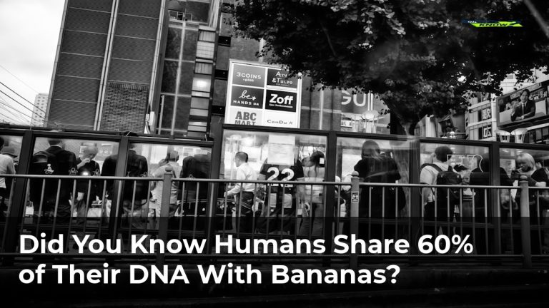 Did You Know Humans Share 60% of Their DNA With Bananas?