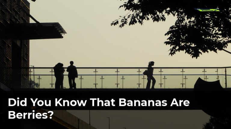 Did You Know That Bananas Are Berries?