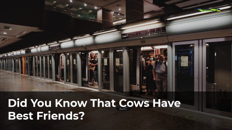 Did You Know That Cows Have Best Friends?