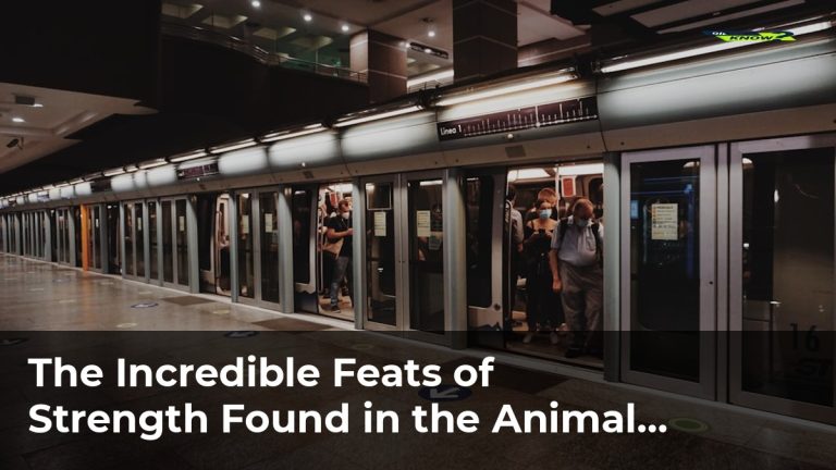 The Incredible Feats of Strength Found in the Animal Kingdom