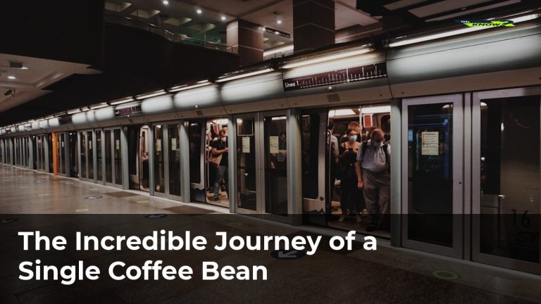 The Incredible Journey of a Single Coffee Bean