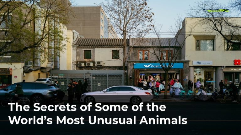The Secrets of Some of the World’s Most Unusual Animals