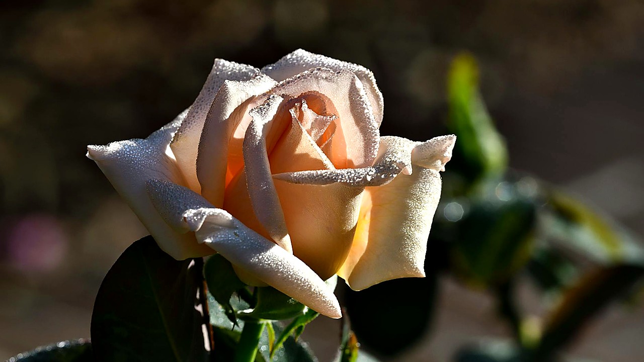 Paradise Season 2 Episode 5 Recap: Betrayal Splits The Villa