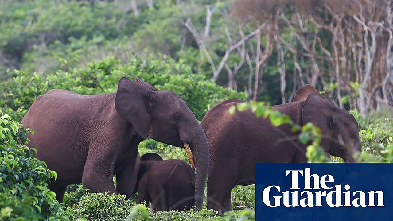 U.S. Millionaire Big-Game Hunter Killed In Elephant Stampede