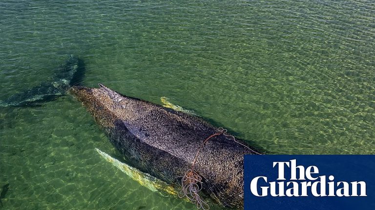 Millionaires Fund Final Push To Save Stranded Humpback In Germany