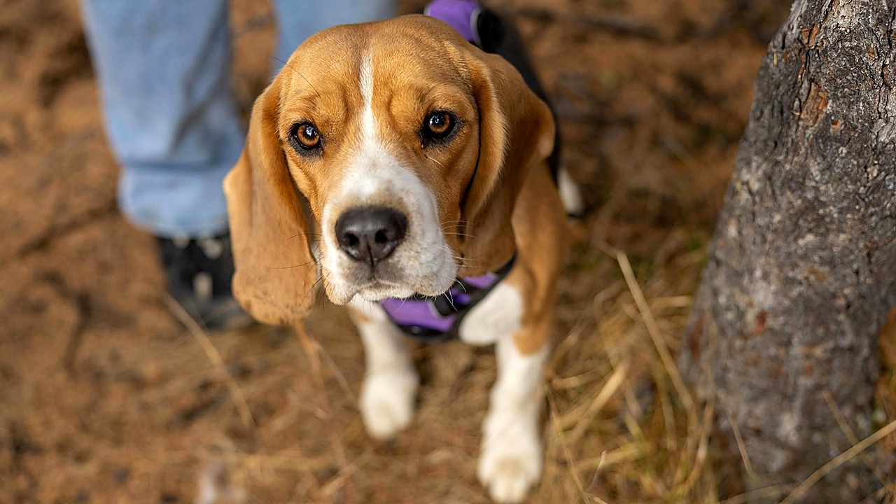 Rubber Bullets, Pepper Spray Used At Wisconsin Beagle Lab