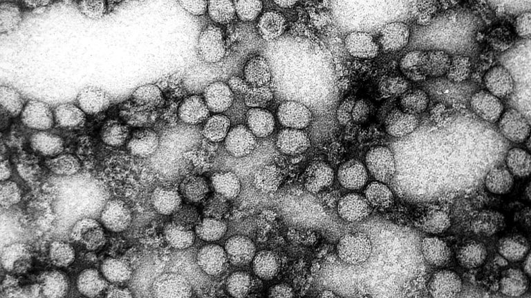 Georgia Monitors Two Residents After Hantavirus Cruise Exposure
