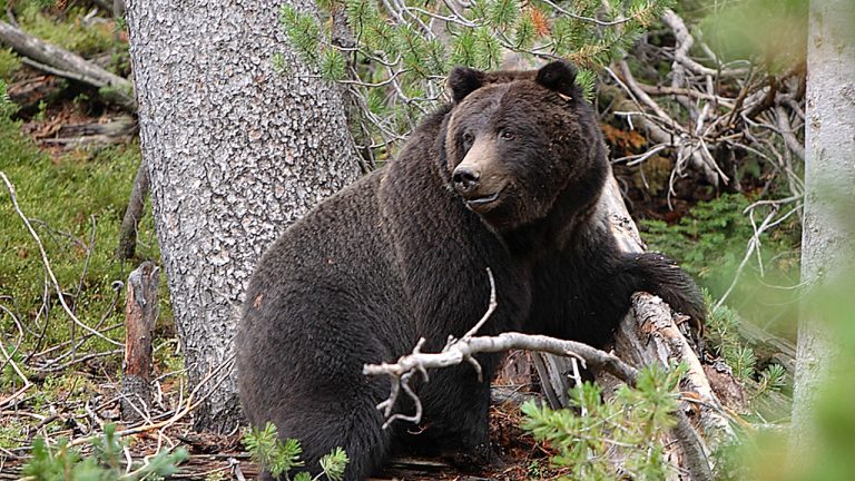 Missing Hiker Found Dead At Glacier; Bear Attack Suspected
