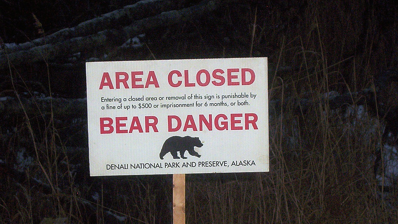 Yellowstone Bear Mauls Hiker Near Lake Trail, Park Says