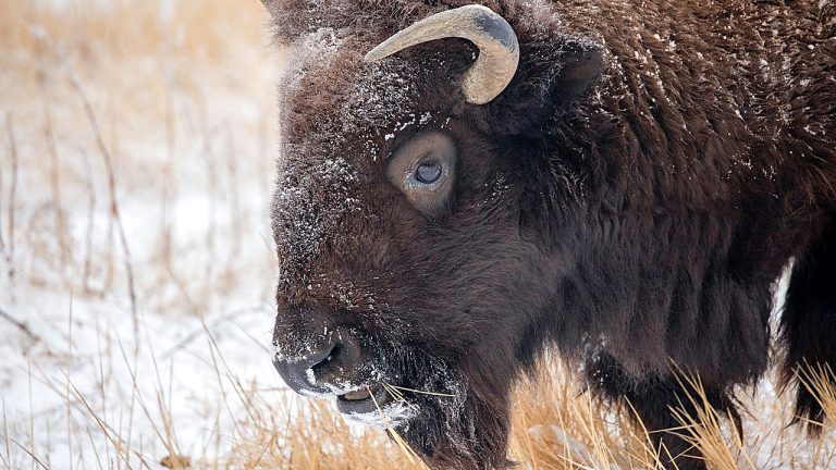 Bison Charges Campers At Yellowstone, Rangers Issue Warning