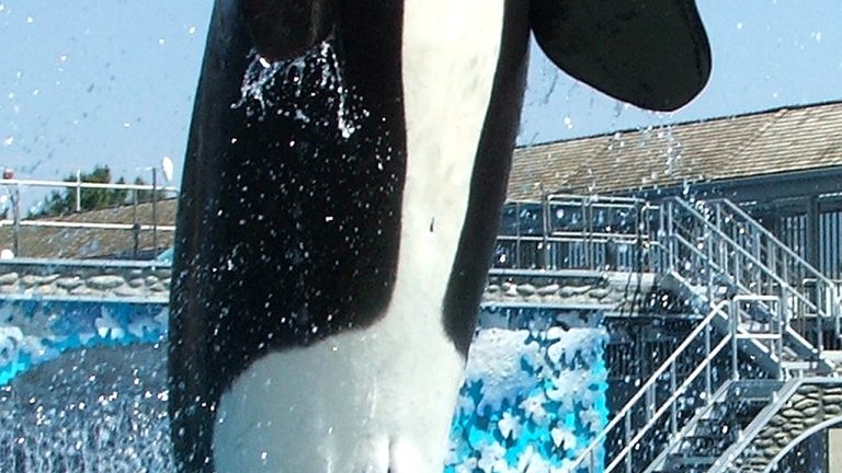 Relocation Begins For 30 Beluga Whales Stranded At Marineland